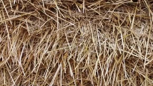 冬天农场动物的表格大堆干草或稻草近景视频的预览图