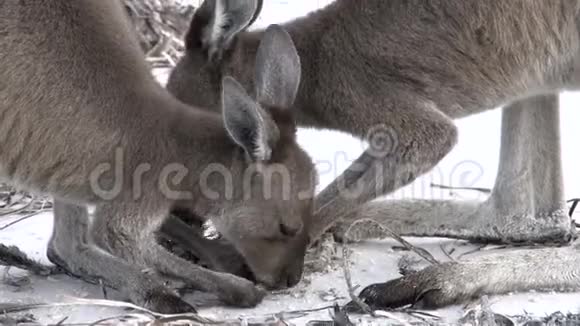 在大角国家公园海滩吃袋鼠的倾斜视频的预览图