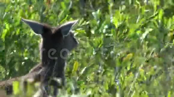 大角国家公园植物间的袋鼠视频的预览图