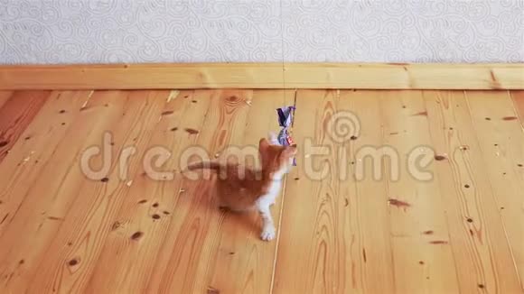 有趣的姜小猫试图抓住玩具视频的预览图