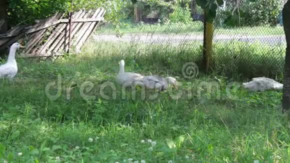 许多成年白鹅在农村的院子里吃青草视频的预览图