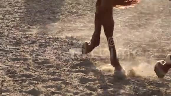 马场训练中马腿的特写视频的预览图