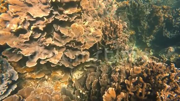 绿鱼游过珊瑚礁视频的预览图