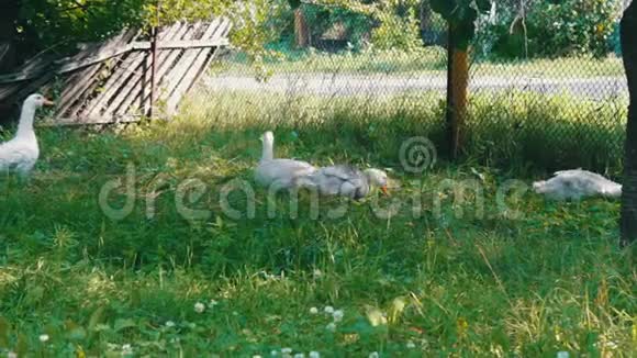 许多成年白鹅在农村的院子里吃青草视频的预览图