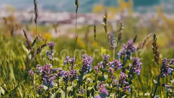 亚美尼亚绿鲜多汁的春草和蓝花田视频的预览图