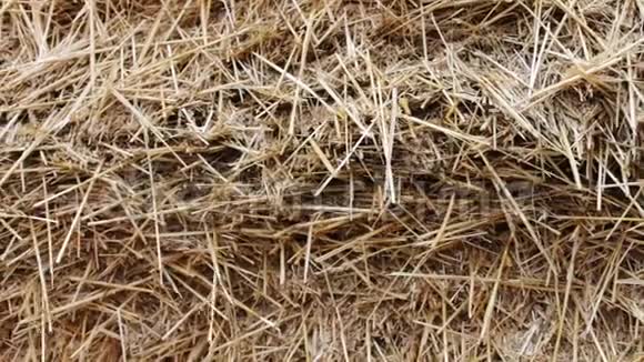 冬天农场动物的表格大堆干草或稻草近景视频的预览图
