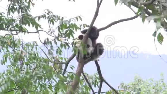 熊猫在一棵树上抓着下巴试图在中国成都睡觉视频的预览图