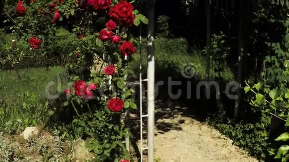 玫瑰盆上盛开的玫瑰视频的预览图