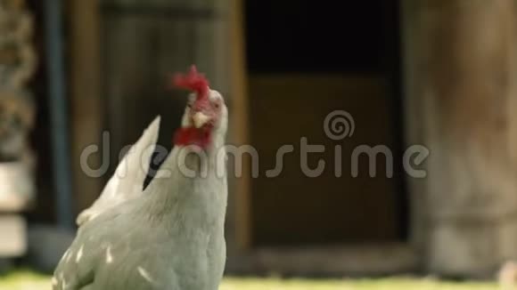 绿草中的白母鸡肖像视频的预览图
