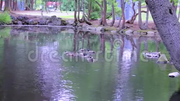公园池塘里有鸭子视频的预览图