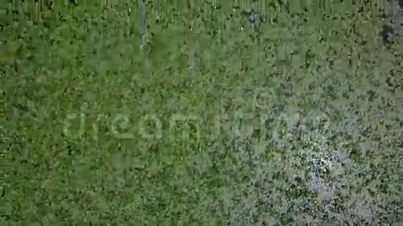 用绿色的睡莲在河上进行空中拍摄视频的预览图