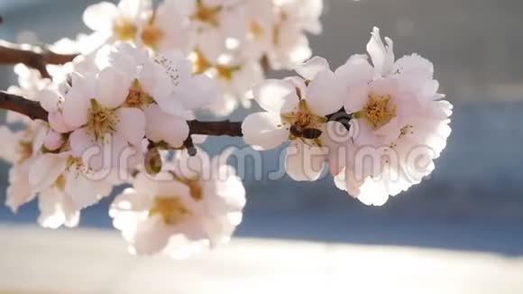 一棵杏树上面有粉红色的蜜蜂花视频的预览图