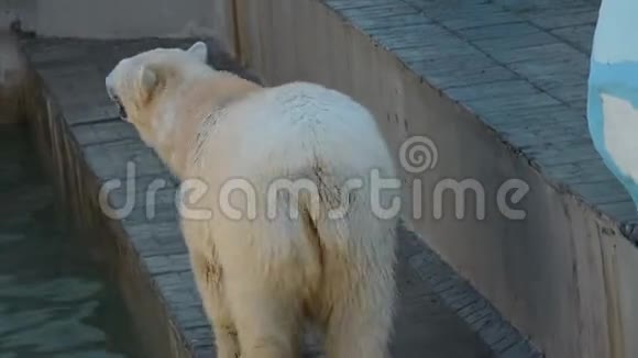北极熊在户外鸟舍视频的预览图