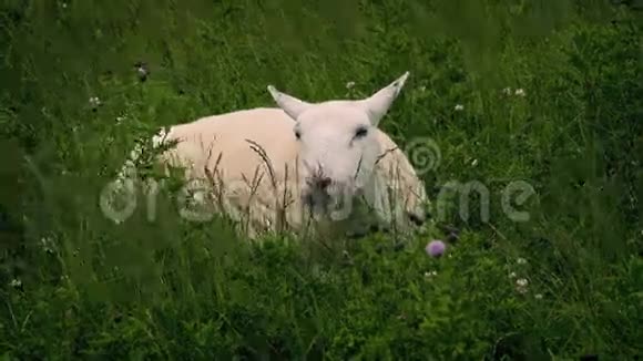 在野外放牧的绵羊视频的预览图