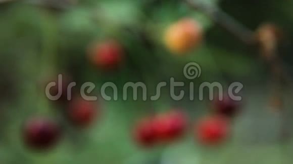 枝上的樱桃水果视频的预览图