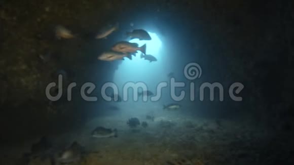 海底隧道里的一群鱼视频的预览图