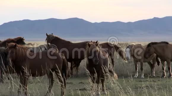 蒙古风景中的近距离群马视频的预览图