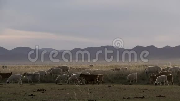 在蒙古风景中散步的绵羊和山羊视频的预览图