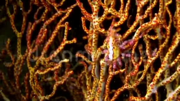 拉贾安帕特峡谷珊瑚上的抑制蜘蛛蟹Xencancus视频的预览图