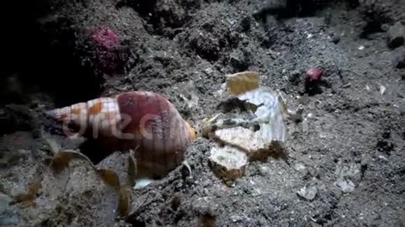 海螺科努斯费鲁金努斯狩猎和采矿进入沙子在夜间视频的预览图