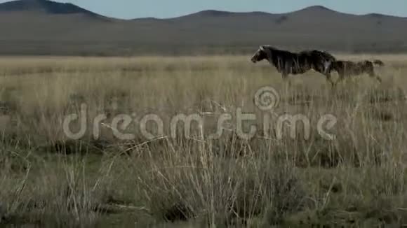 从母亲身边跑出来的潘从蒙古跑出来的小马视频的预览图