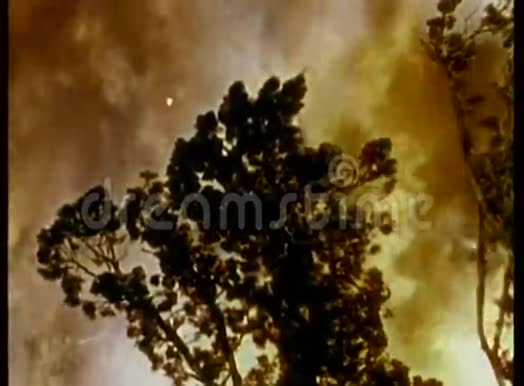 肆虐的森林大火视频的预览图