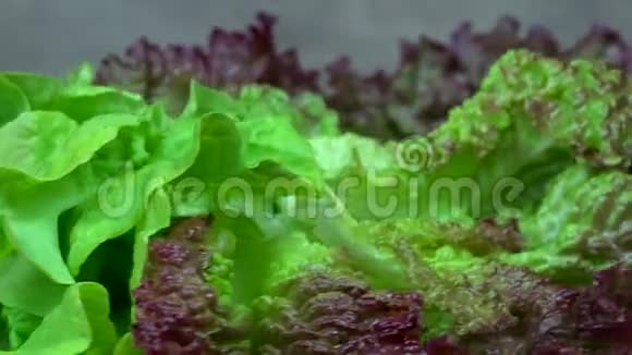有机生菜叶健康的营养转盘视频的预览图