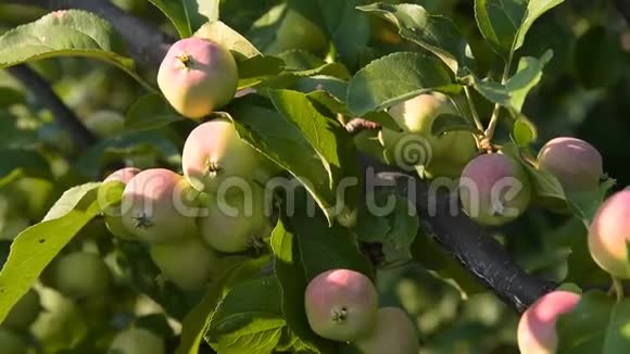 带果实的苹果树的枝视频的预览图