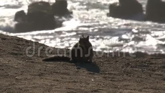 松鼠西海岸加利福尼亚美国视频的预览图