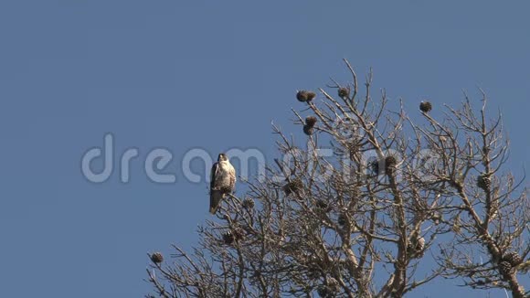 美国加利福尼亚州西海岸一棵树上的猎鹰鸟视频的预览图
