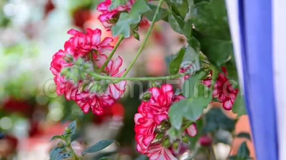 带粉红色天竺葵的吊花盆视频的预览图