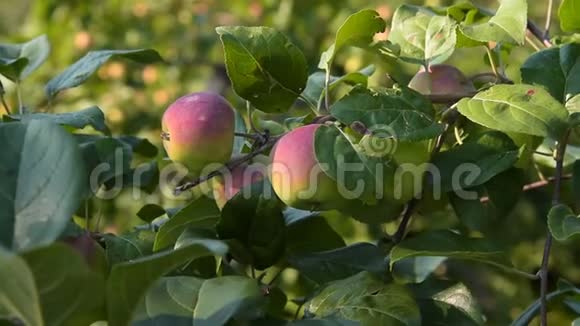 苹果树枝上有水果视频的预览图