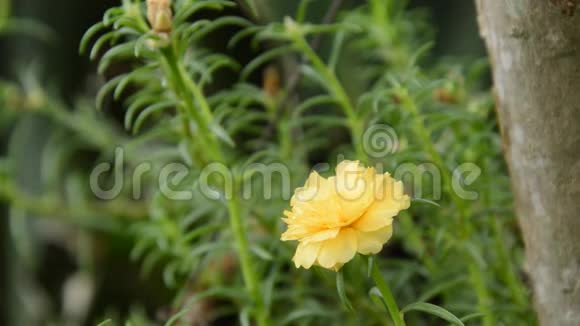 黄色玫瑰苔花盛开在花园里视频的预览图