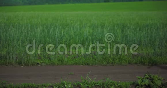 一个穿着连衣裙和帽子的女孩走过一片绿色的草地视频的预览图