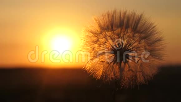 日出时盛开的蒲公英花特写镜头蒲公英在田野的背景下美丽的日落毛茸茸的视频的预览图