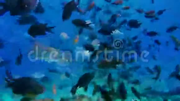 鱼群在海里游泳视频的预览图