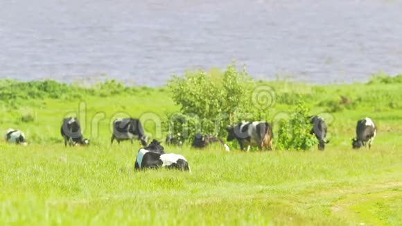 阳光明媚的一天成群的奶牛在河边的绿草上吃草视频的预览图