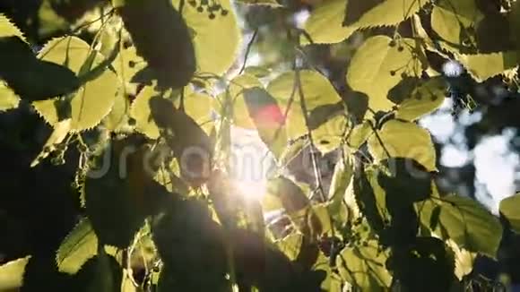 太阳光线穿过树叶视频的预览图