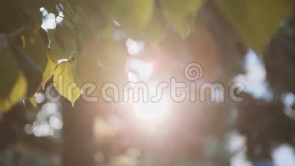 太阳光线穿过树叶视频的预览图