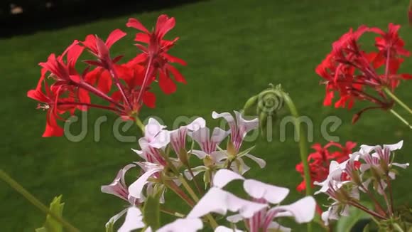 红白天竺葵花视频的预览图