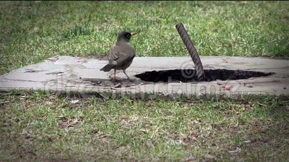 小池塘中的鸟饮水视频的预览图