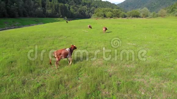 奶牛在草地上放牧空中摄影视频的预览图