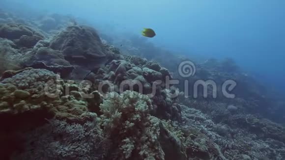 鱼在海底的海藻和珊瑚礁中游动海上潜水视频的预览图
