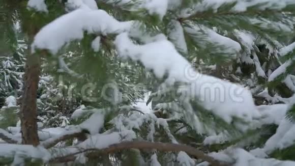 冬天雪天在松林里散步的女人视频的预览图