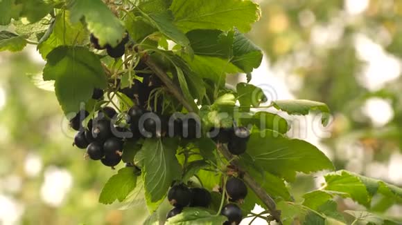 收获黑加仑树枝上有美味的浆果花园生意特写镜头花园里的黑色成熟多汁的醋栗视频的预览图