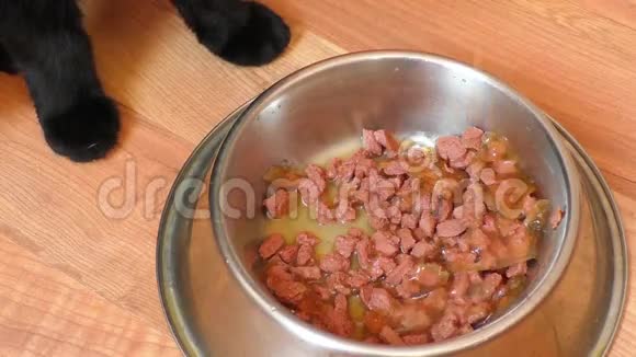 猫从碗里吃东西视频的预览图