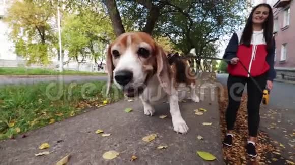 秋天公园里有一只迷人的狗在遛视频的预览图