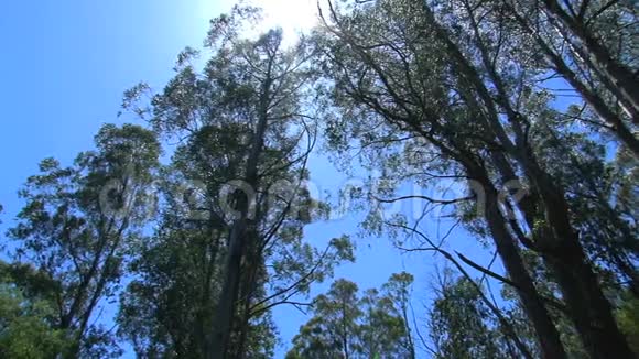 澳大利亚丹德农山脉的朗德空气树射击视频的预览图
