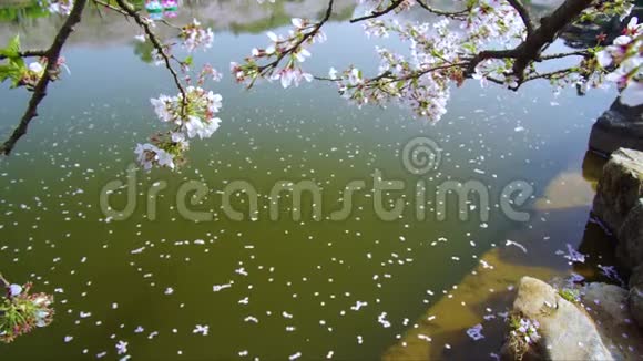 武汉东湖樱花园的时间推移视频的预览图