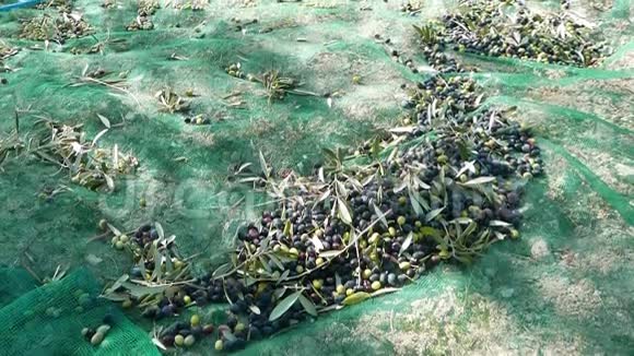 网上青黑鲜橄榄在意大利利古里亚塔吉阿斯卡或凯泰利耶品种收获橄榄油生产哈视频的预览图